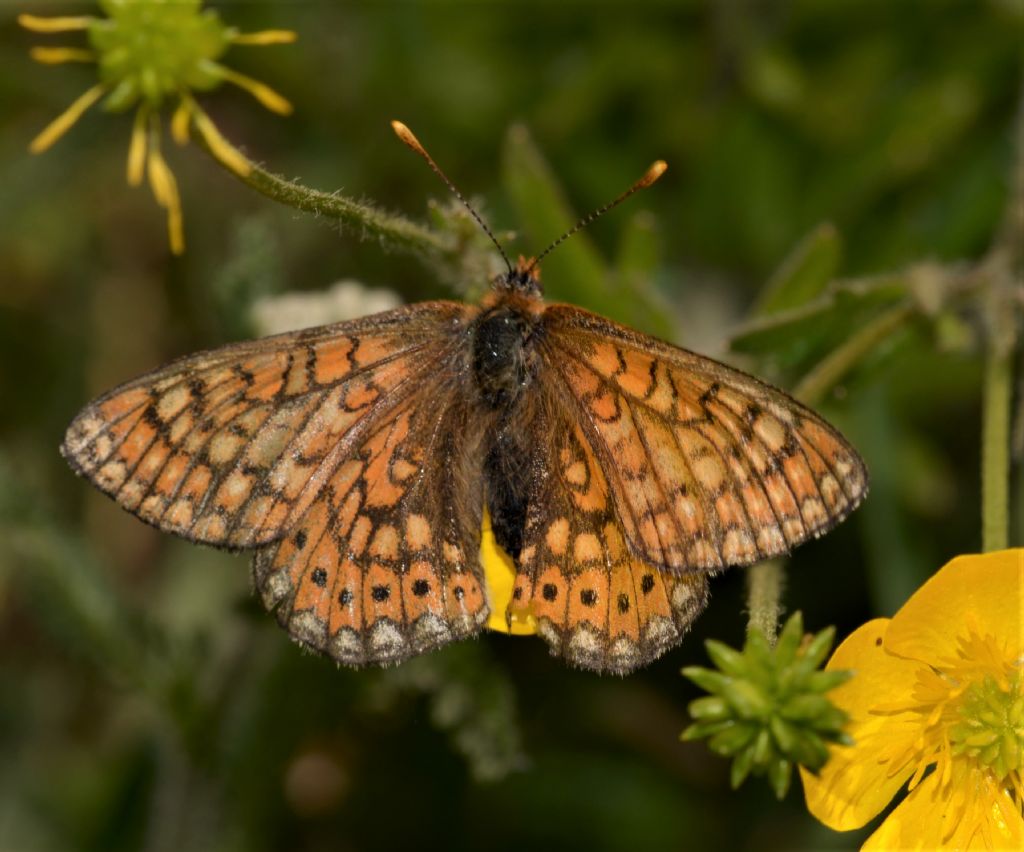 Nymphalidae: Euphydryas ? S,  Euphydryas provincialis